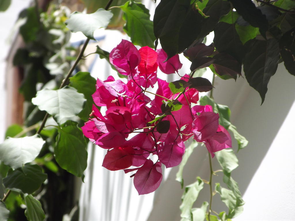 Riad Les Bougainvilliers Marakeş Dış mekan fotoğraf